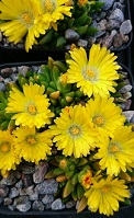 Delosperma congesta  - 8cm pot 